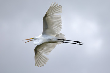 Egret in flight