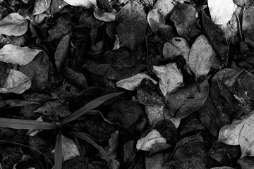 Detalles de hojas