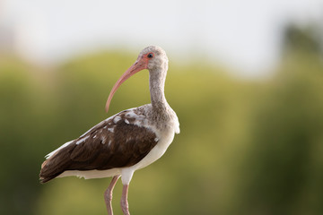 stork in habitat