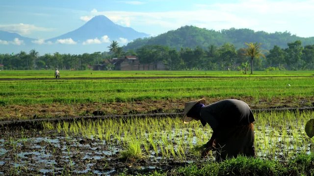 Manual female worker in tropical rice fields near Mt Merapi volcano Java