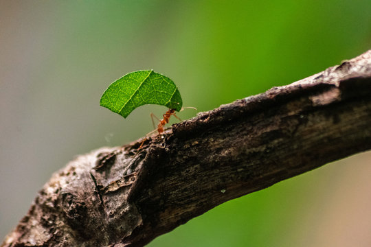 Red Ant Carrying Leaf