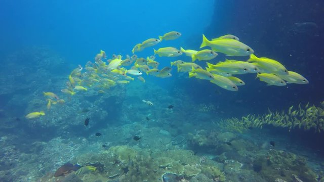 School of Bigeye Snapper fish on coral reef 