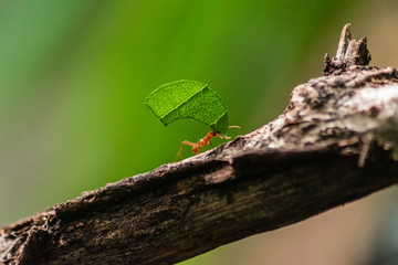 red ant carrying leaf