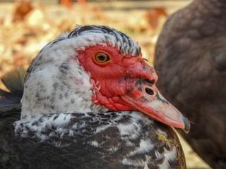 Muscovy Duck headshot