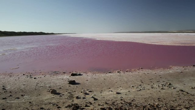 Salt Lake or pink color Lake for the presence of algae in a summer at Gregory in Western Australia. Scenic shore of Hutt Lagoon between Geraldton and Kalbarri. Horizon blue sky with copy space.