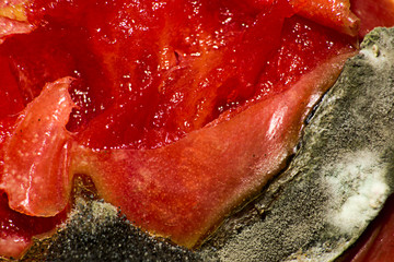 Decomposed tomato with mold