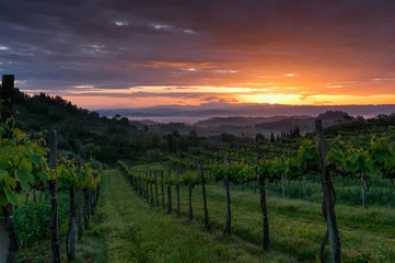 Fototapeta premium Vineyard landscape in Tuscany, Italy. Misty sunrise