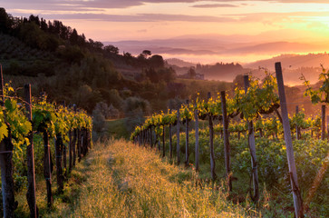 Fototapeta na wymiar Vineyard landscape in Tuscany, Italy. Misty sunrise