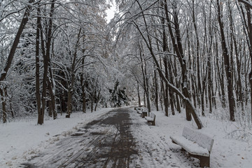 Amazing Winter Landscape with snow covered trees in South Park in city of Sofia, Bulgaria