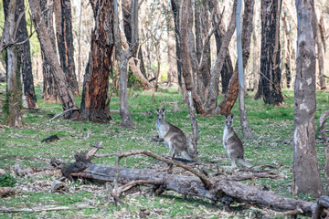 Kangaroo in wild