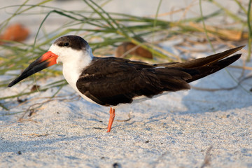 Black Skimmer Bird. 