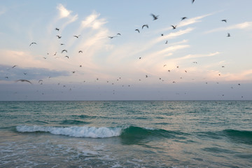 Black Skimmer Bird. 