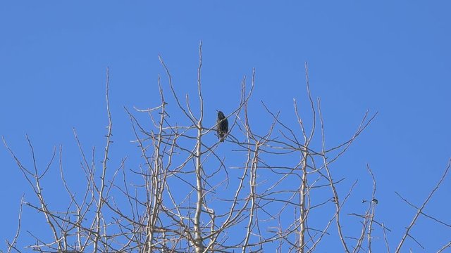 Singlar starling waiting in a tree to see its family. Or just enjoying the view