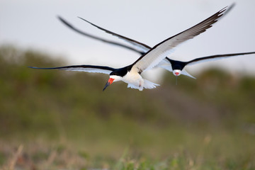 Black Skimmer Bird. 