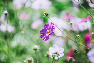 コスモスの風景