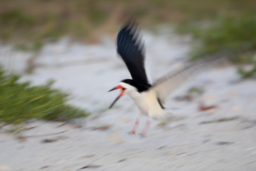 Black Skimmer Bird. 