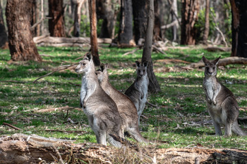Naklejka na ściany i meble Kangaroo in wild