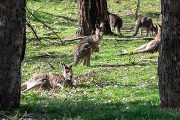Kangaroo in wild