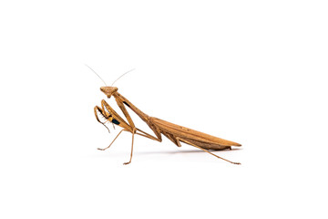 brown praying mantis isolated