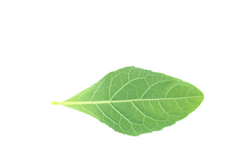 Fototapeta na wymiar Leaves on a white background.