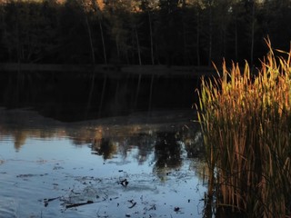reeds on the lake in autumn