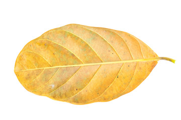Fototapeta premium Leaves on a white background.