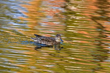 秋色に染まる水面を優雅に泳ぐコガモ 