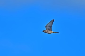 青空バックに飛びチョウゲンボウ 