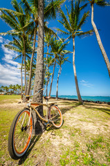bicycle leaning on palm tree at the beach in Kauai, Hawaii, USA