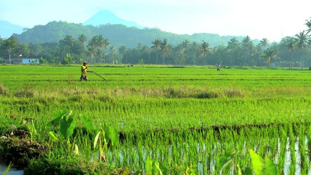 Rural farm worker irrigating land with hand tool in rice fields Mt Merapi Java