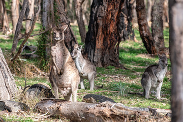 Kangaroo in wild