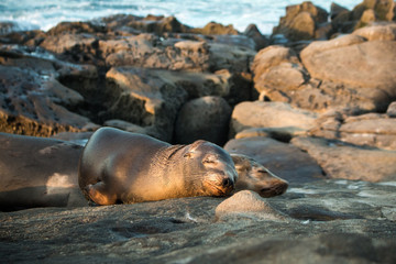 Cute sea lions family sleeping on the beach