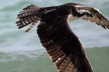 Osprey