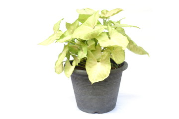 green house plant isolated on white background