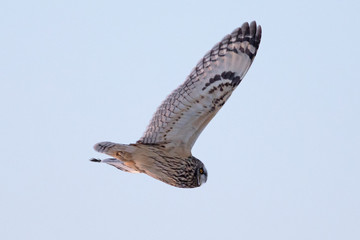 Short-eared Owl. 