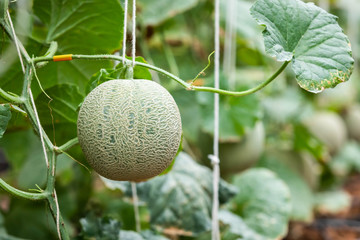 cantaloupe on tree in greenhouse cultivation, musk melon , netted melon, fresh