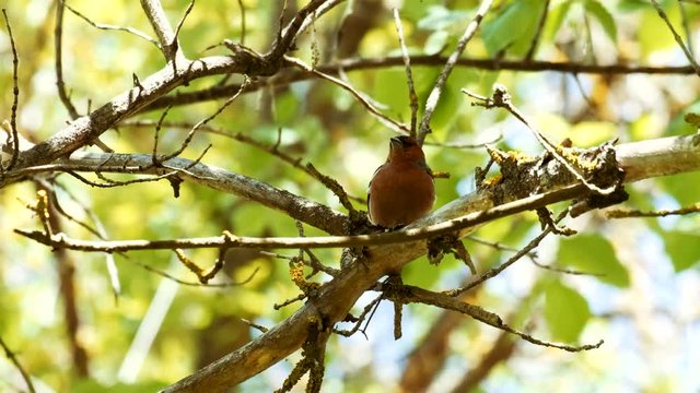 Bird sitting on tree branch with green leaves and singing beautiful song. Bird chirping in park or forest. Video with sound. Animal wildlife and wild nature spring or summer background.
