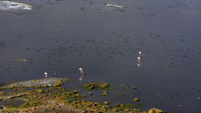 Bolivian rare Pink Flamingos in Eduardo Avaroa National Reserve Altiplano desert Salt flats an inland lake South America