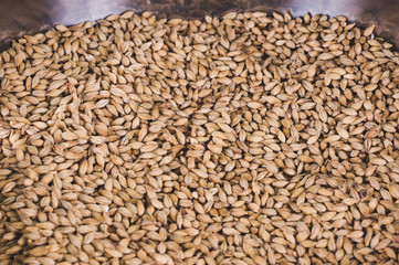 Caramel malt in stainless bowl. Craft beer brewing from grain barley pale malt in process. Ale or lager from pilsner malt
