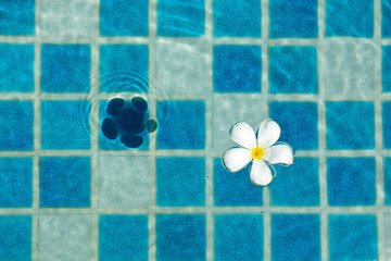 Blue tile in swimming pool 