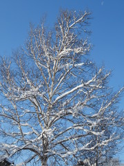雪が積もった木