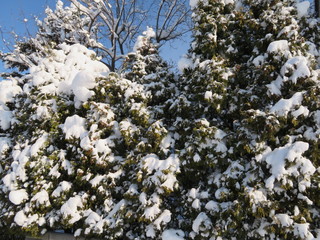 冬の針葉樹