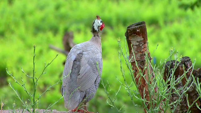 Large guinea fowl standing on a fence in the backyard