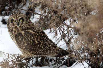 Short-eared Owl. 