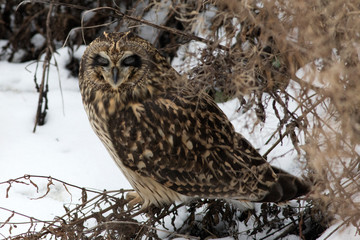 Short-eared Owl. 