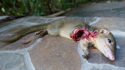 Catch of the day and Bad luck for squirrel  ground squirrel killed and eat by a domestic cat at outdoor park, squirrel dead.