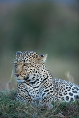 Fototapeta premium the leopard portrait 