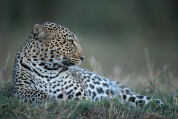 the leopard portrait 
