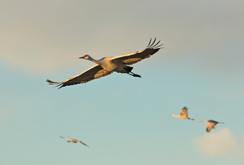 Sandhill crane taking off from bosque del apache wildlife nature preserve in new mexico