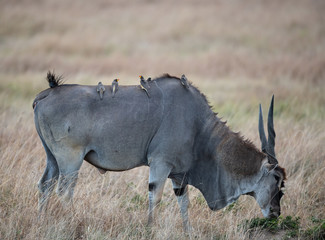 eland and biards